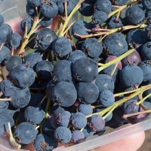 Amelanchier canadensis `Prince William`