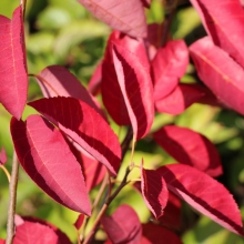 Amelanchier canadensis `Prince William`