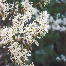 Amelanchier canadensis `Prince William`