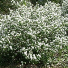 Amelanchier canadensis `Prince William`