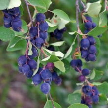 Amelanchier alnifolia `Sleyt`