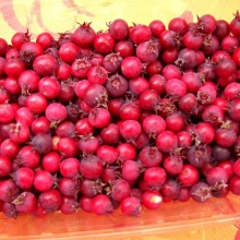 Amelanchier lamarckii 10 db-os Sövényakció!