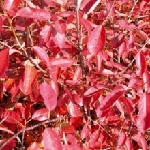 Amelanchier lamarckii 10 db-os Sövényakció!