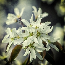 Amelanchier lamarckii 10 db-os Sövényakció!