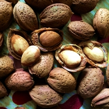 Amygdalus communis (Prunus dulcis) `Pécsváradi`