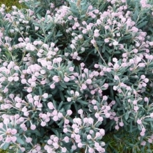 Andromeda polifolia `Blue Lagoon`