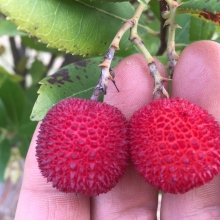 Arbutus unedo var. rubra 