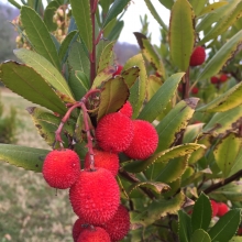 Arbutus unedo var. rubra 