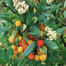 Arbutus unedo `Atlantic`