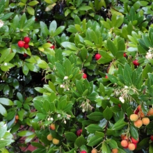 Arbutus unedo `Compacta`