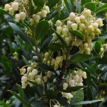 Arbutus unedo `Compacta`
