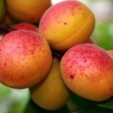 Armeniaca vulgaris `Rózsakajszi`