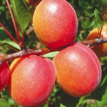 Armeniaca vulgaris `Tsunami`