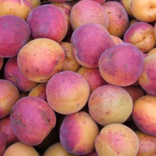 Armeniaca vulgaris `Krupnoplodnij Duki`