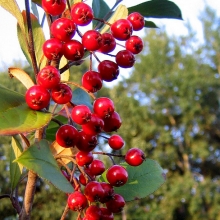 Aronia arbutifolia `Brillant`