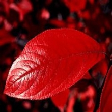 Aronia arbutifolia `Brillant`