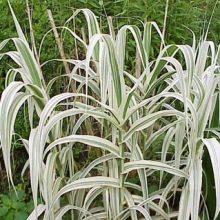 Arundo donax `Versicolor`