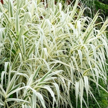Arundo donax `Versicolor`