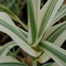Arundo donax `Versicolor`