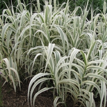 Arundo donax `Versicolor`
