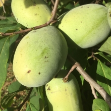 Asimina triloba `Prima 1216` OLTVÁNY