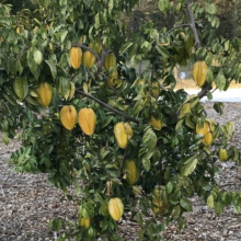 Averrhoa carambola `Fwang Tung`