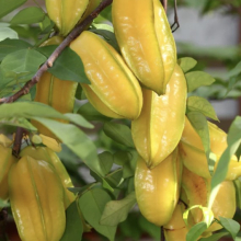 Averrhoa carambola `Fwang Tung`