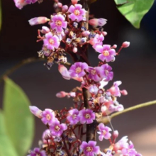 Averrhoa carambola `Fwang Tung`