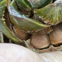 Pinus koraiensis `Reebok`