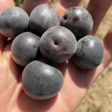 Prunus (Armeniaca) `Csornüj Barhat (Fekete Bársony)`