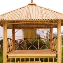 Phyllostachys parvifolia