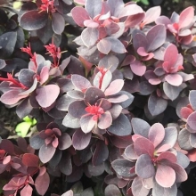 Berberis thunbergii `Concorde`