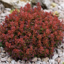 Berberis thunbergii `Lutin Rouge`