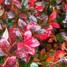 Berberis media `Red Jewel` 6 db-os Sövényakció!