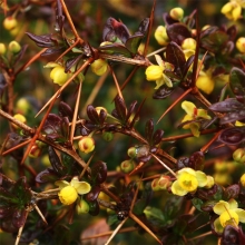 Berberis media `Red Jewel` 6 db-os Sövényakció!