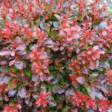 Berberis thunbergii `Atropurpurea Nana`