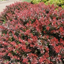Berberis thunbergii `Atropurpurea Nana`