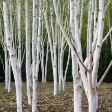 Betula utilis 