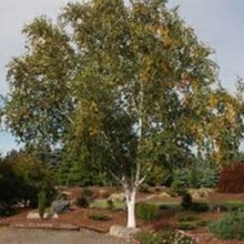 Betula utilis 