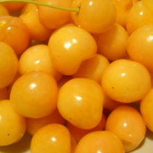 Prunus avium `Borostyán`