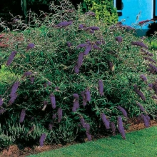 Buddleia davidii `Border Beauty`