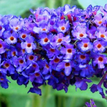 Buddleia davidii `Empire Blue`