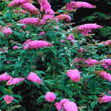 Buddleia davidii `Pink Delight`