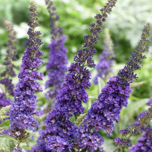 Buddleia davidii `Empire Blue`