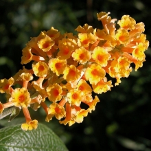 Buddleia weyeriana `Sungold`