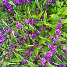 Callicarpa dichotoma `Issai`