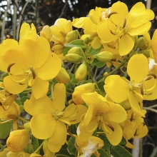 Cassia corymbosa Floribunda, Senna corymbosa Floribunda