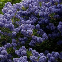 Ceanothus `Blue Mound`