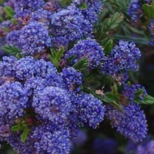 Ceanothus `Concha`