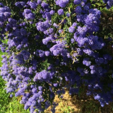 Ceanothus `Concha`